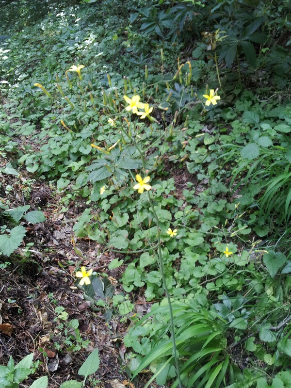 Mycelis muralis (=Lactuca muralis) / Lattuga dei boschi